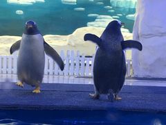 -华夏文旅海洋公园