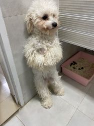 -哈妮儿童摄影(德清店)