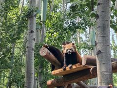 -北京野生动物园