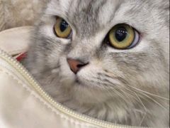 -宠颐生宠物医院·异宠猫科内科·诊疗中心宠巢店