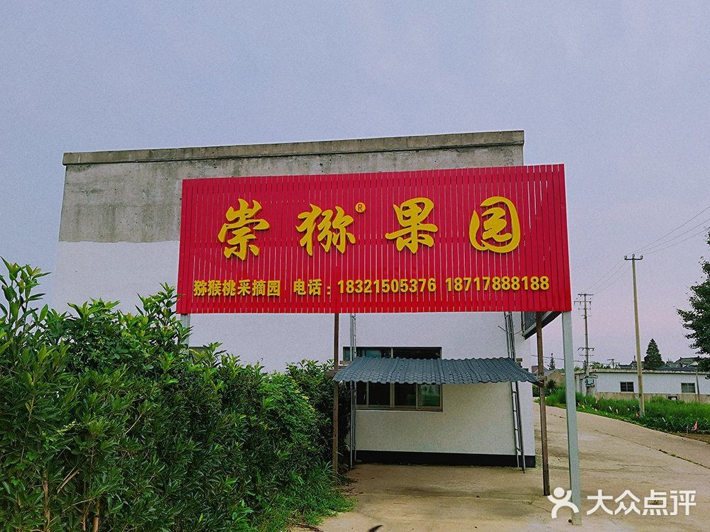 崇明九月份猕猴桃采摘