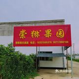 崇明九月份猕猴桃采摘