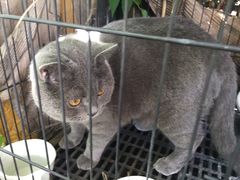 -海边的猫和咖啡馆