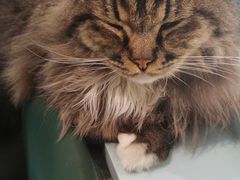 -安格丽娜·狗咖·猫咖羊驼咖(春熙路百盛商场店)
