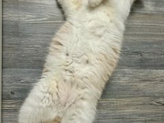 -瑞鹏宠物医院·骨科·猫科·内科(第一中心)