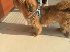 -艾贝尔宠物医院 ·内科全科(梁溪路店)