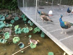 -福建鲤鱼洲酒店