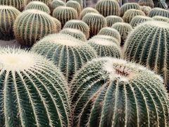 -南山植物园
