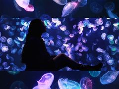 -海合安成都极地海洋公园