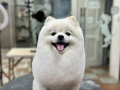 -鑫艺宠物美容培训学校