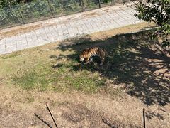 -深圳野生动物园