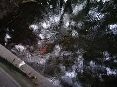 -西湖外事游船(花港观鱼码头)