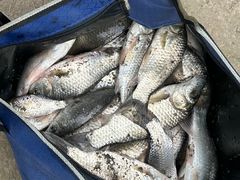 -黄河故道国家森林公园