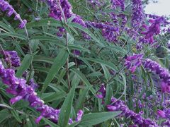 -三圣花乡旅游区