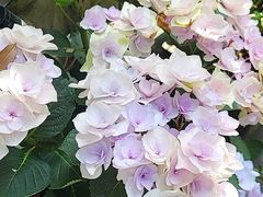 -华冠悠岚·庭院餐厅(青城后山店)