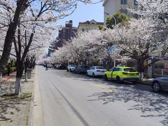 -高东镇樱花园
