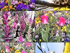 -兰陵国家农业公园