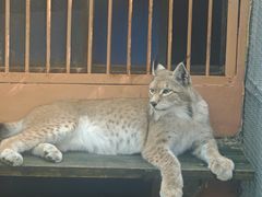 -青藏高原野生动物园