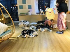 -Husky Go! 哈士奇体验馆·宠物咖啡厅狗咖