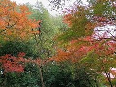 -中国茶叶博物馆(双峰馆区)