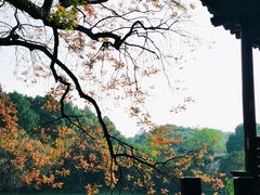 -八大山人梅湖景区
