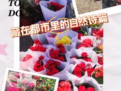 -中环花鸟鱼虫市场