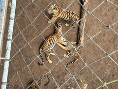 -西霞口神雕山野生动物世界