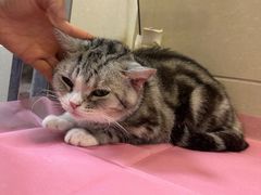 -北京观赏动物医院·24小时大型综合·猫专科·异宠专科