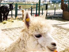 -新疆天山野生动物园