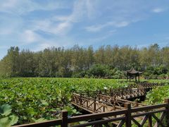 -合肥滨湖国家森林公园