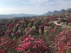 -贵州百里杜鹃风景名胜区