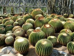 -深圳仙湖植物园