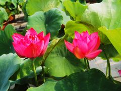-莲花池公园