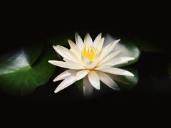 -陈家山荷花公园