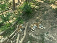 -大连森林动物园