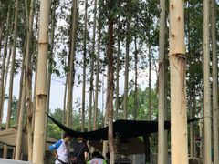-桉树林A coffee 森林餐厅(三圣乡店)