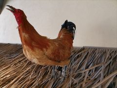 -洞庭土菜馆(天河北总店)