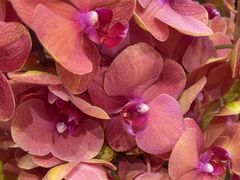 -BEAST野兽派(上海浦东嘉里城店)