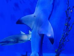 -太平洋海底世界