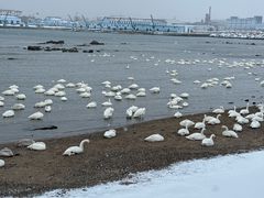 -烟墩角天鹅湖