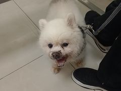 -北京观赏动物医院·24小时大型综合·猫专科·异宠专科