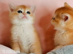 -70cat德文卷毛猫·缅因猫纯种猫舍