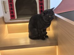 -喵园·猫主题咖啡厅·撸猫·猫咖(国贸店)