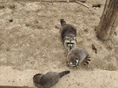 -辛玛王国游乐园