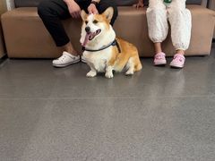 -半岛宠物医院24小时(科华中路店)