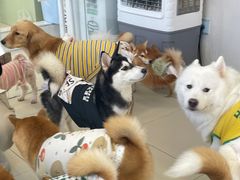 -怪兽屋·羊驼·猫咖·狗咖(俊华广场店)