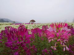 -径山花海