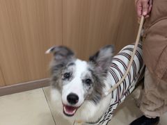 -米苏动物医院·犬猫专科·骨科外科内窥镜