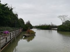 -大湾区中央湿地公园