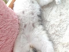 -Sweet cat·星愿猫咖(国贸大厦店)